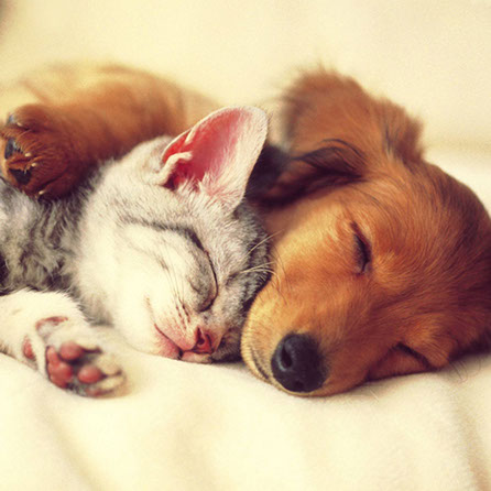 Cat and Dog Snuggling